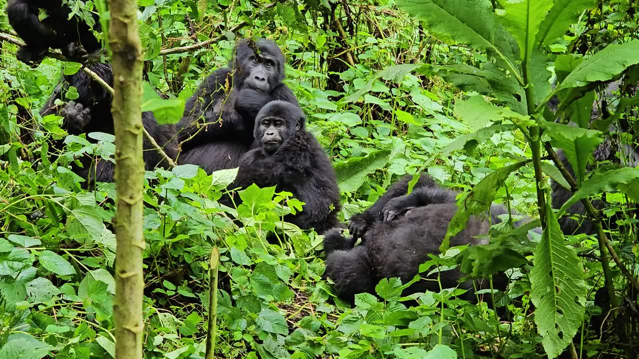 Famiglia di gorilla allo stato brado