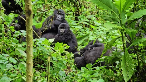 Familie-Von-Gorillas-In-Freier-Wildbahn