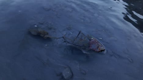 dead fish carcass drifted lake walensee clear water reflection light waves switzerland