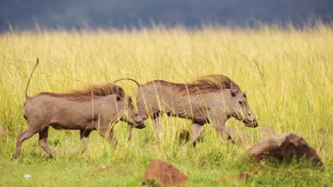 Slow-Motion-Shot-of-Warthog-running-through-the-savannah-against-bright-green-luscious-grass,-African-Wildlife-in-Maasai-Mara-National-Reserve,-running-away-from-predator