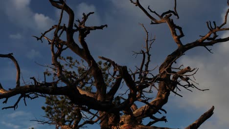 Tree At Sunset0