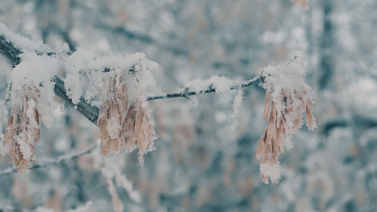 nieve en rama con semillas secas en cámara lenta del bosque invernal