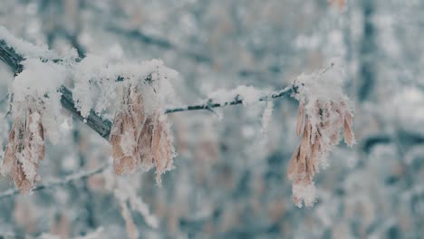snow-on-branch-with-dry-seeds-in-winter-forest-slow-motion