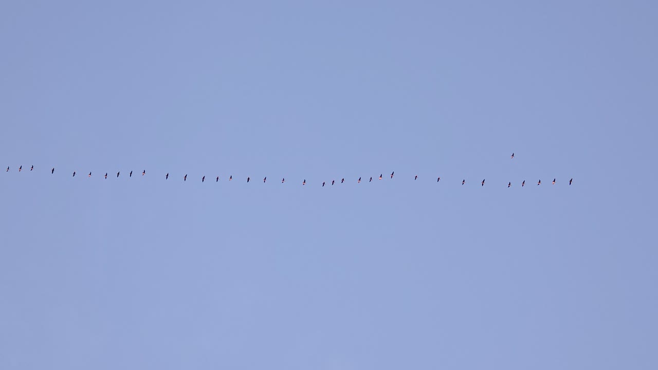 Birds flock flight migratory species North America Canada skyline large group