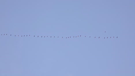 birds flock flight migratory species north america canada skyline large group