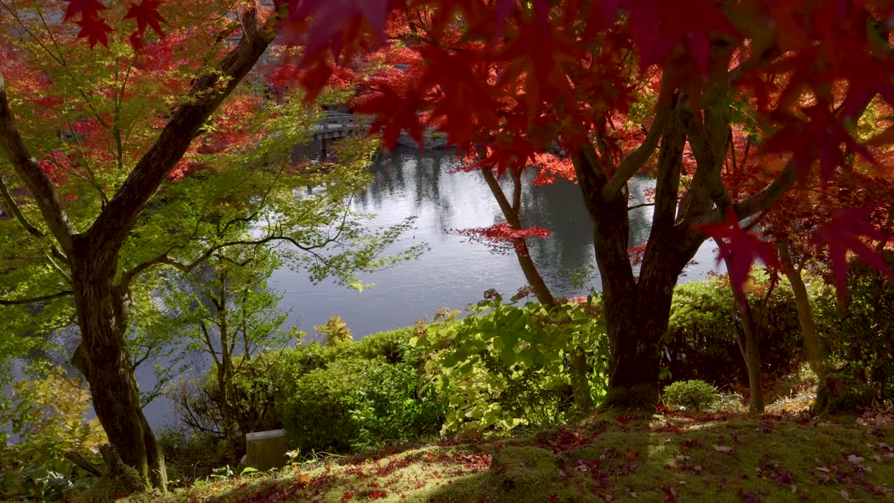 Beautiful pond in Japanese landscape garden with vibrant autumn colors