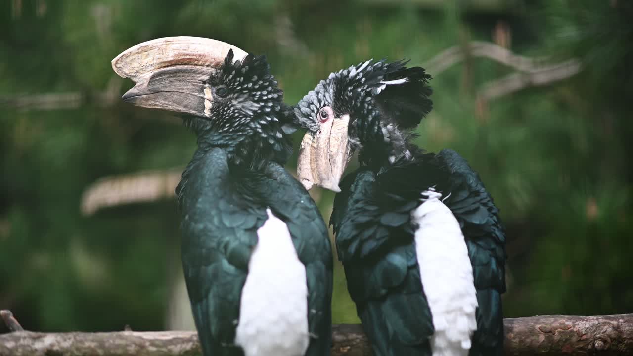 Couple of Silvery cheeked hornbill relaxing on wooden branch in wilderness,close up