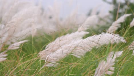 Saccharum-Spontaneum-plants-blowing-in-breeze-of-air,-kash-phool-before-Durga-Puja-festival-in-India-and-Bangladesh-blowing