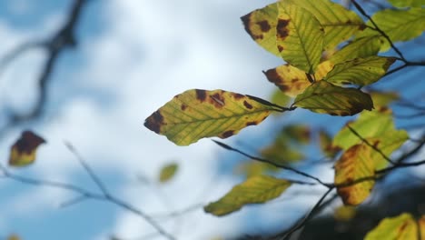 autumnal leaves on branches of tree against blue sky - close up, slow motion