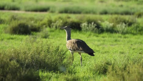 Eine-Breite-Aufnahme-Einer-Kori-Trappe,-Die-Durch-Die-Grüne-Wiese-Des-Grenzüberschreitenden-Parks-Von-Kgalagadi-Geht