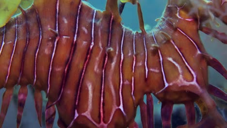 leafy sea dragon with eggs 4k slow motion south australia