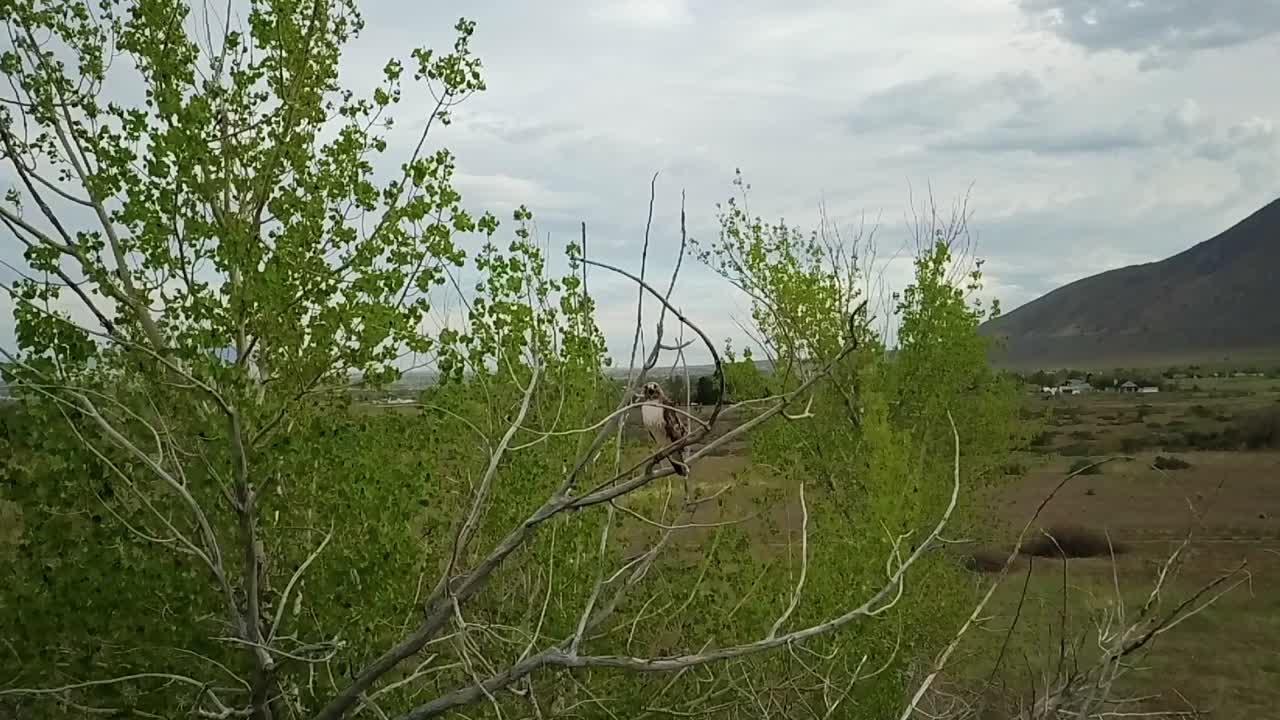 un halcón de brillo afilado espera pacientemente su próxima comida en un grupo de árboles en el valle