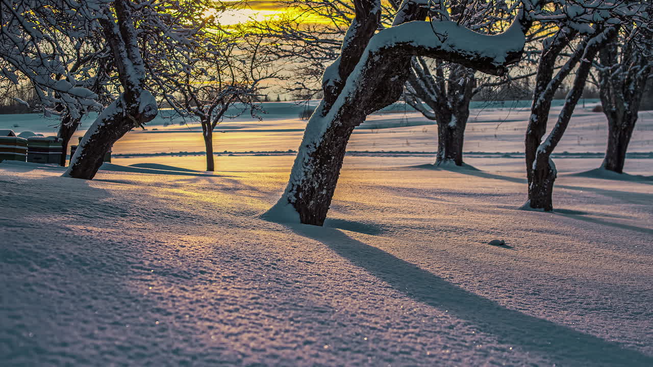 나무를 통해 눈을 비추는 태양 광선으로 눈 덮힌 숲의 시간 경과