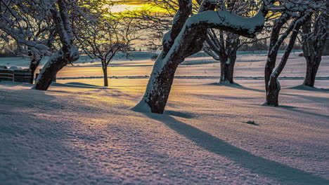 Time-lapse-of-snow-capped-forest-with-the-sun's-rays-illuminating-the-snow-through-the-trees