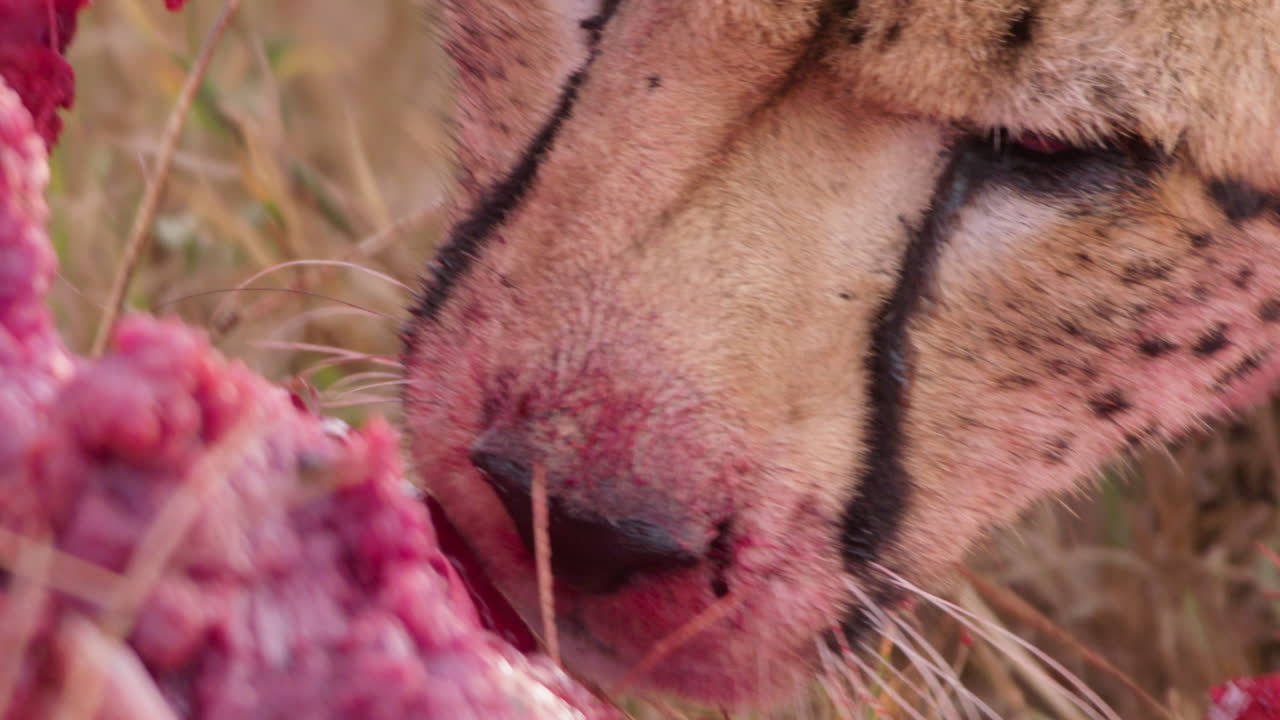 Extreme close up shot of a cheetah's mouth tearing chewing on a prey