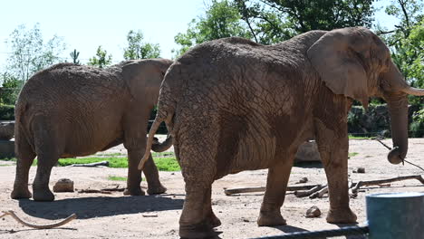 parque zoológico en francia: un viejo elefante en un zoom camina bajo el sol