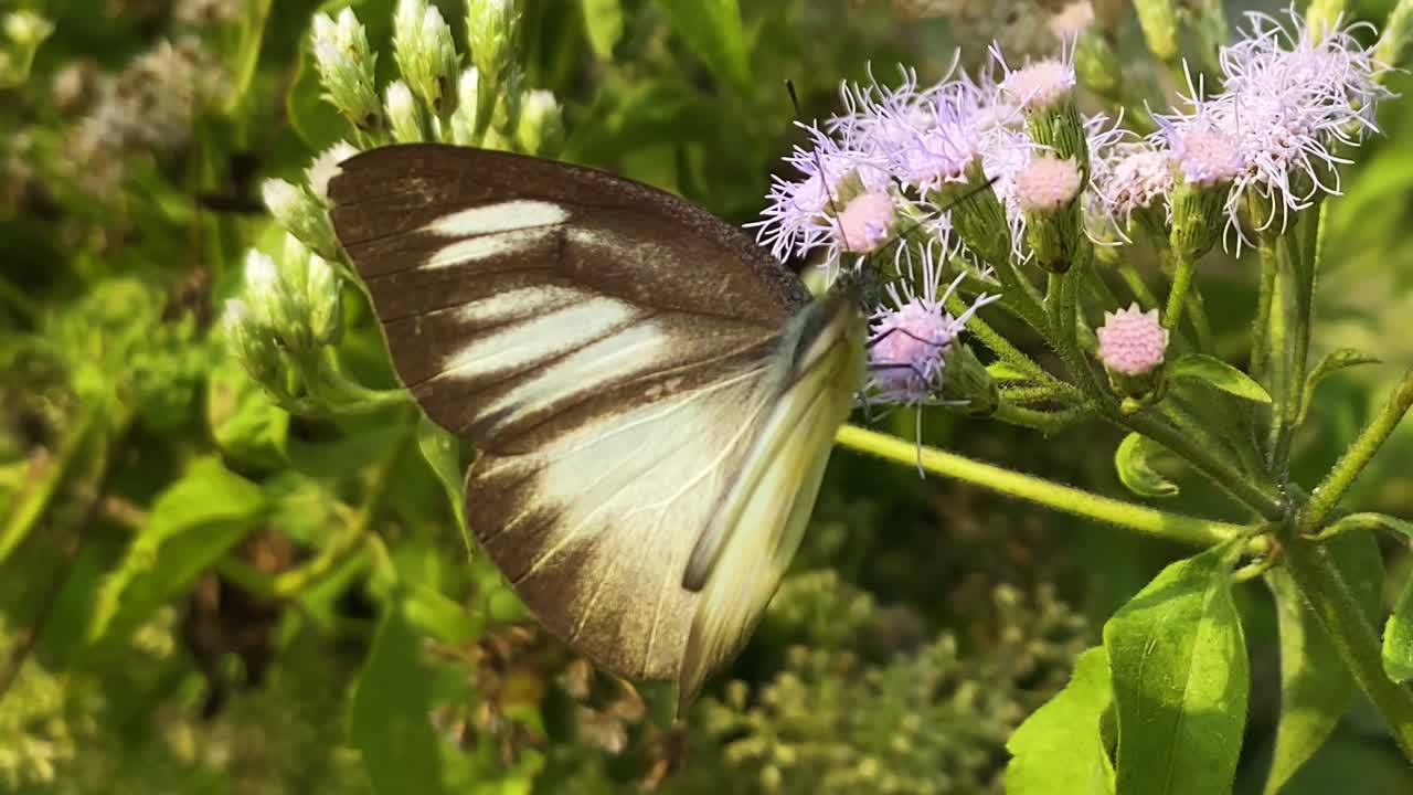 Primo piano di una farfalla Albatross striata orientale che si nutre di nettare di fiori di erba siamese