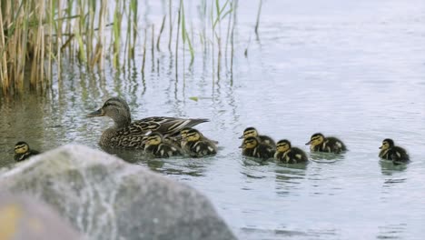 mom and her young little ducks swimming closely near the shore of balaton lake