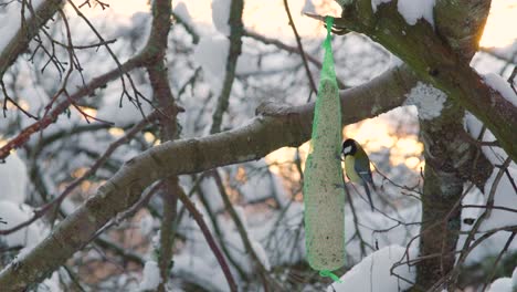 El-Gran-Tit,-Parus-Major-Visitando-El-Comedero-De-Pájaros-En-El-Bosque-En-Una-Soleada-Tarde-De-Invierno