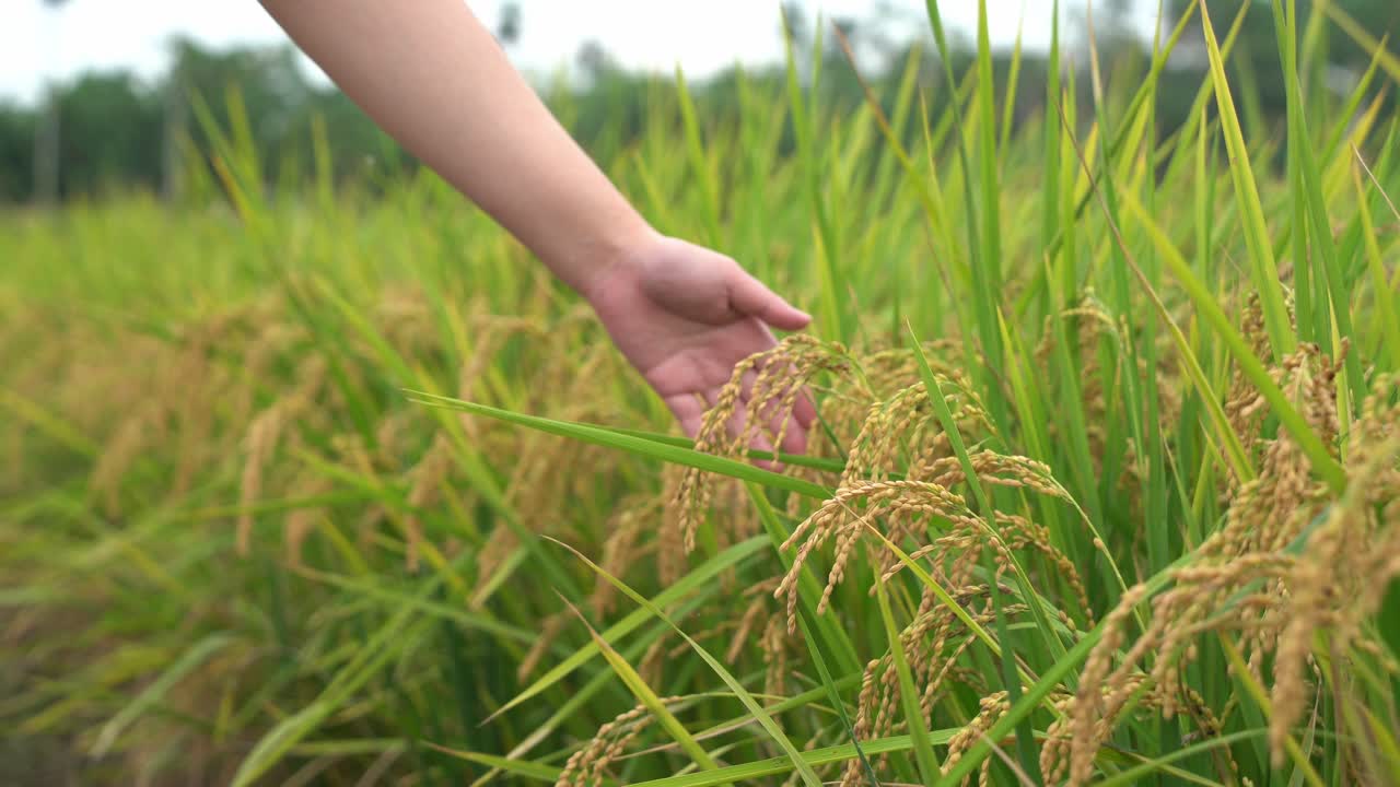 경작된 벼 작물을 가로질러 미끄러지는 영화적 손, 대만 아시아 윈린 지방 두리우 시의 아름다운 황금 논밭