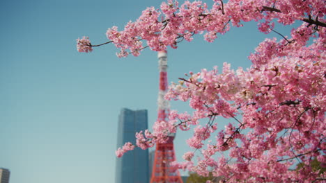cherry blossoms in tokyo