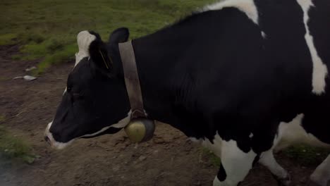 black and white cow walks with yellow ear tags in a local pasture