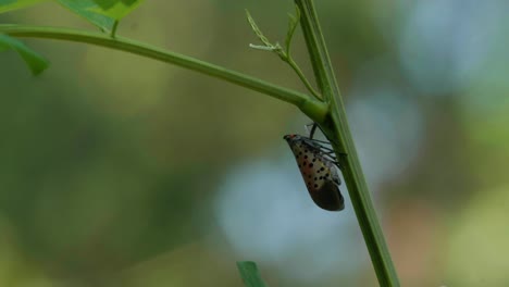 spotted lanternfly on tree branches