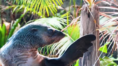 Close-up of a wet fur seal