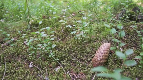 pine cone falling and landing in slow motion