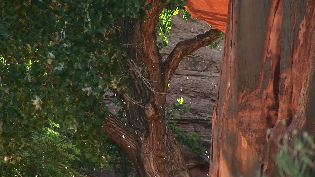 모압 유타 근처 사막에서 수분하는 나무의 근접 촬영