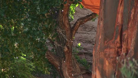 Primer-Plano-De-árboles-Polinizando-En-El-Desierto-Cerca-De-Moab,-Utah