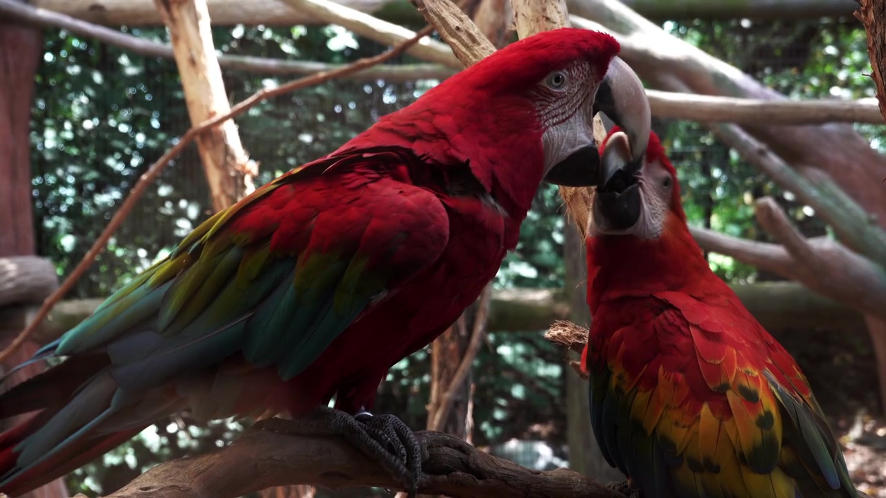 Two macaws sitting on a branch playing with each other in a zoo.