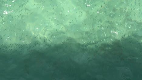 water surface of a blue swimming pool on a sunny day in dos palmas resort in puerto princesa, palawan, philippines