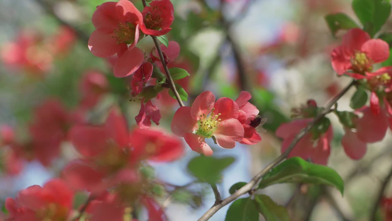 マルメロの花にとまり、スローモーションで中を這うミツバチ