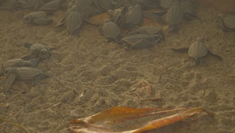 tortugas laúd después de emerger de su nido antes de ser liberadas en el océano