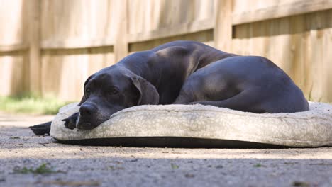 great dane dog lays on her outdoor bed in the spring sunshine