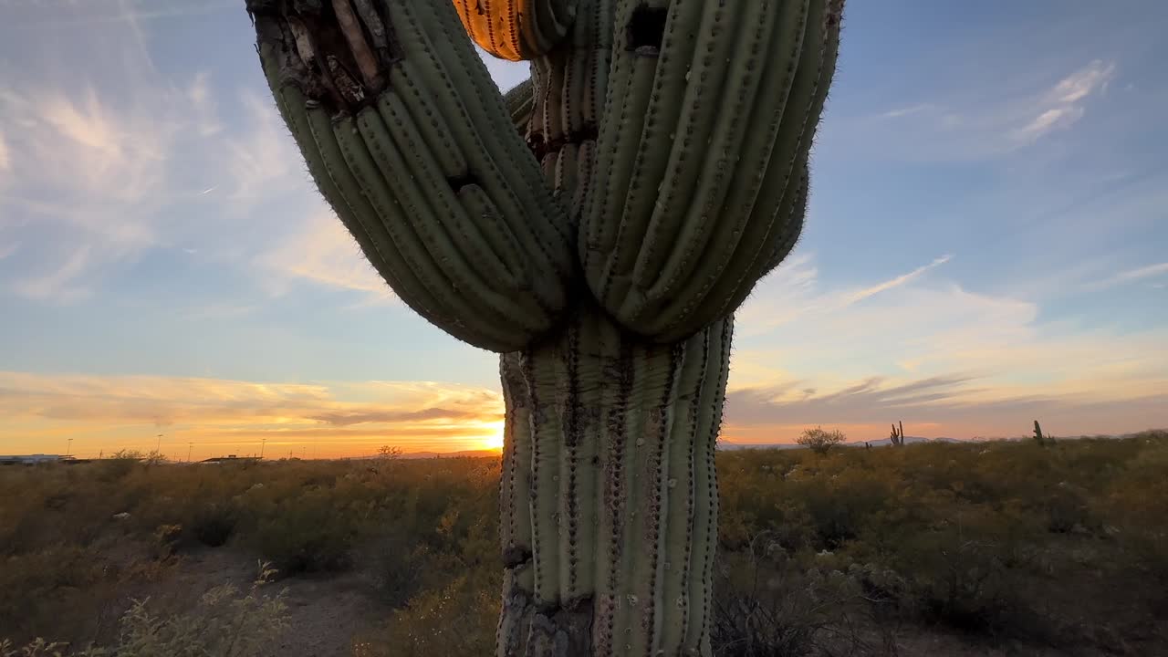 Golden sunset behind tall cactus in dry desert landscape with soft clouds and warm sky tones, showing peaceful evening in arid open land of West Virginia with natural beauty