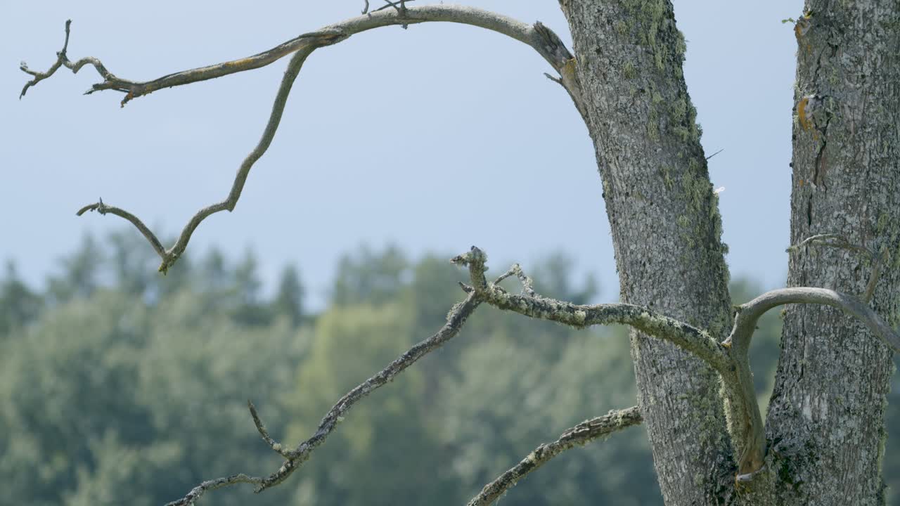 Dangerous dead dry wood branches in light wind