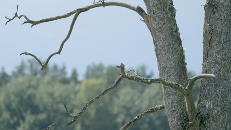 peligrosas ramas muertas de madera seca con viento ligero