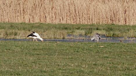 Graureiher-Schwingt-Seine-Flügel,-Während-Ein-Storch-Näher-Kommt