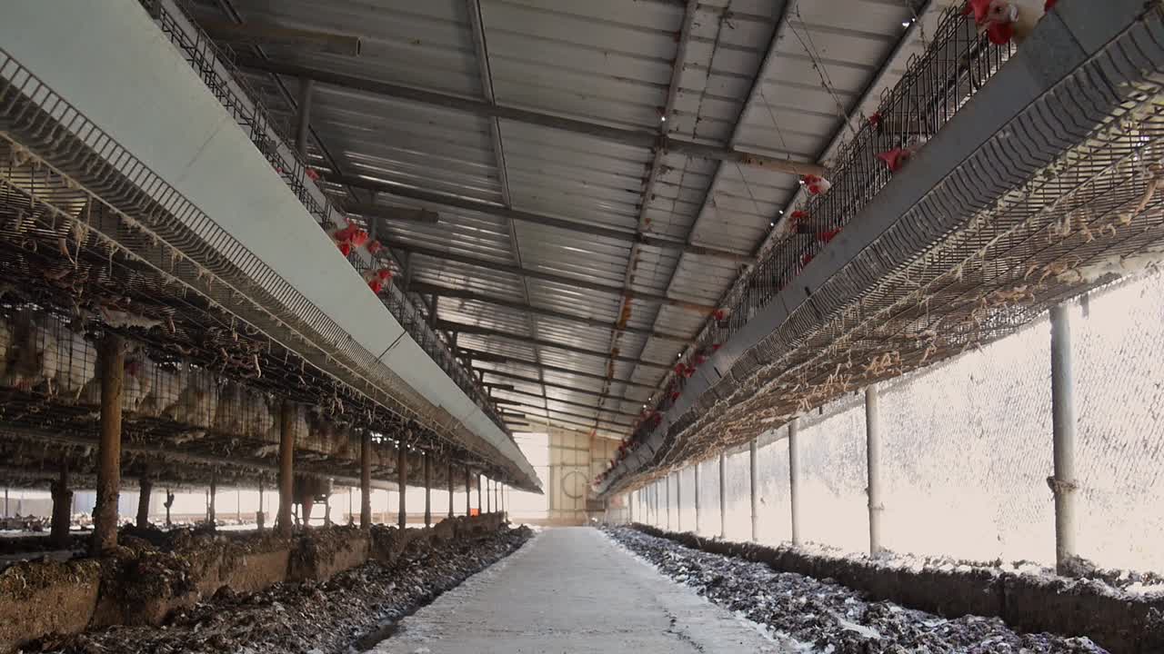 granja industrial de pollos con jaula granja de pollos
