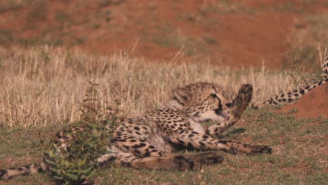 cheetah lying lazily in african savannah, yawning and licking its paw