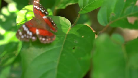 Primer-Plano-De-Una-Hermosa-Mariposa-De-Color-Naranja-Sentada-En-La-Planta-En-Un-Día-De-Verano-En-La-Amazonía-Peruana