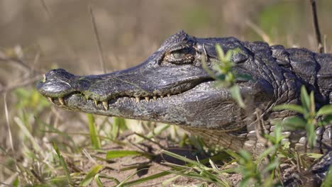 closeup of yacare caiman head on a sunny day