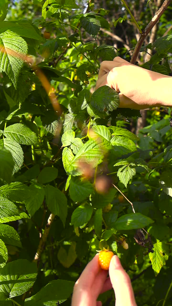 Vertical video of a white diverse woman hand picking yellow colorful and delicious raspberries in a sunny summer garden with bokeh blurry background. Green leaves are moving in the wind around