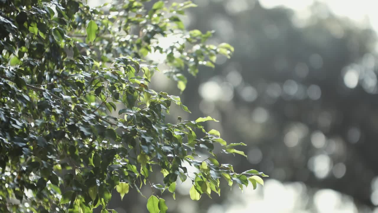 느린 동작으로 바람에 날리는 나뭇가지