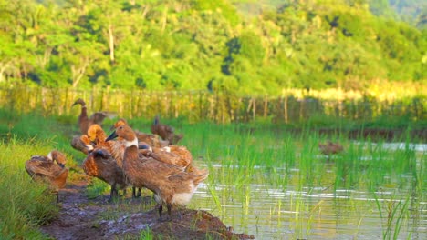 flock of duck on the rice field in the morning