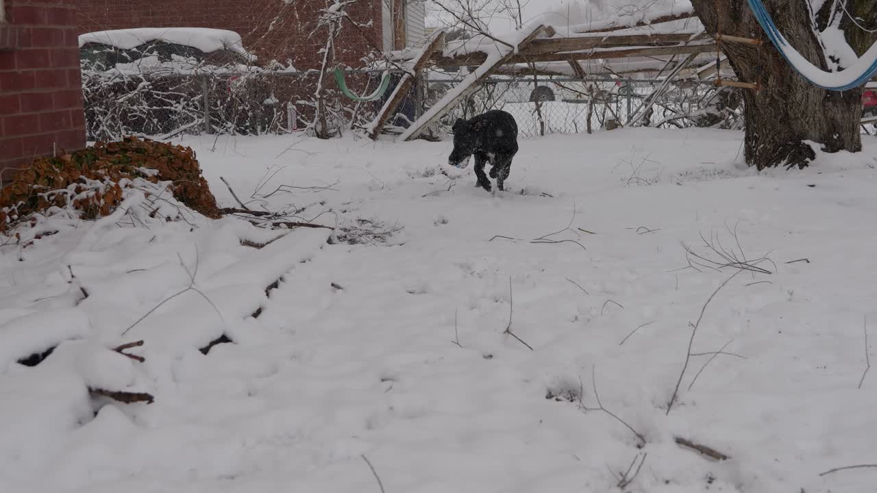 nevando en el primer día de primavera o invierno lanzando pelota de juguete con el perro labrador negro dane labradane mientras recupera el juguete y lo lleva de vuelta hacia la cámara
