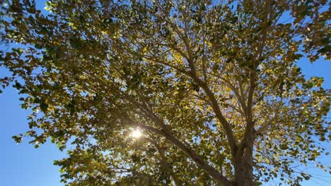 trees in autumn with sun shining through and river in background