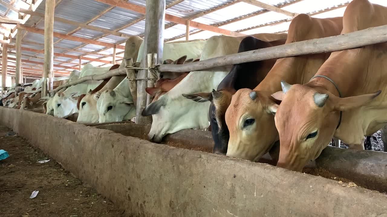 Un video con cavalletto che mostra mucche che si nutrono da una mangiatoia in una fattoria a Phnom Penh, Cambogia. Il filmato evidenzia la serena vita rurale, con mucche che mangiano pacificamente in un ambiente agricolo ben curato